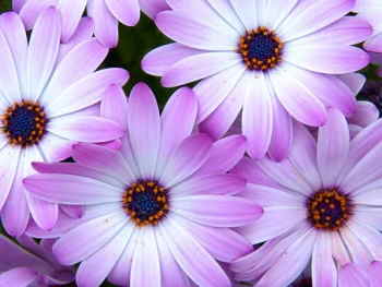Ramo Flores Grecia, Floristería Online, Ramos de Regalo, Floristas Profesionales, Enviar Flores Urgentes, Comprar Flores en Barcelona
